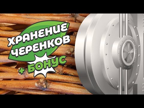 Видео: Хранение черенков винограда зимой. 3 лёгких способа плюс БОНУС.
