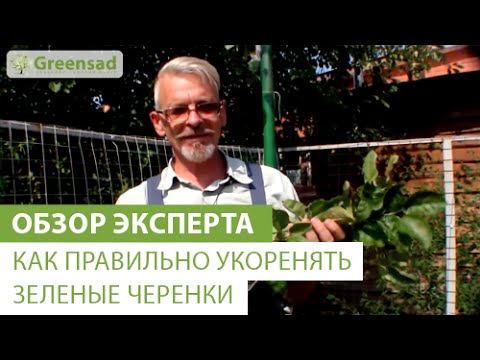 Видео: Как правильно укоренять зеленые черенки