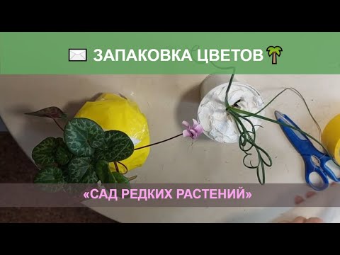 Видео: Упаковка растений и цветов для отправки почтой