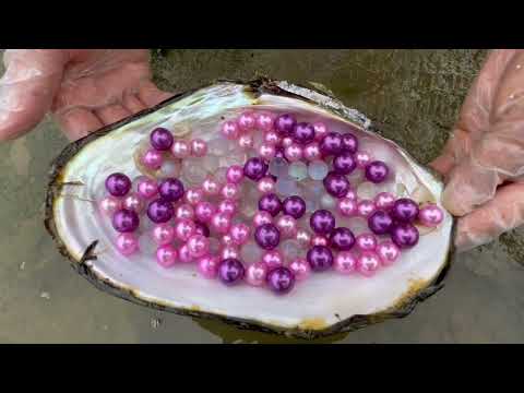 Видео: жемчужная девушка собрала редкие фиолетовые жемчужины, жемчужная устрица действительно потрясающая