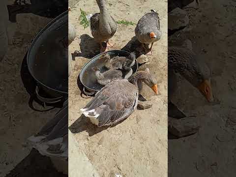 Видео: Первые перья у сереньких гусят #goose #birds