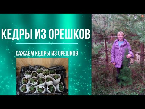 Видео: Сажаю кедры из орешков. Посадка и предварительная стратификация