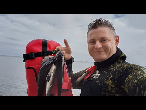 Видео: Горбыли на утренней подводной охоте. 