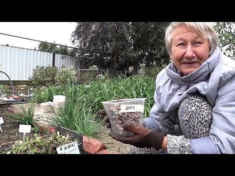 Видео: Сеянцы пионов. Пересадка однолетних растений / Сад Ворошиловой