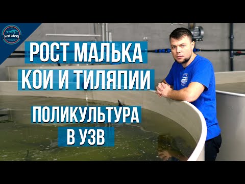 Видео: Рост малька Кои и Тиляпии. Поликультура в узв