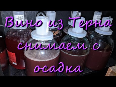 Видео: Вино Из Терна В Домашних Условиях Простой Рецепт Снимаем С Осадка