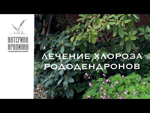 Видео: Лечение железного  хлороза рододендрона
