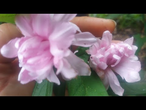 Видео: Сибирская роза-Калистегия махровая