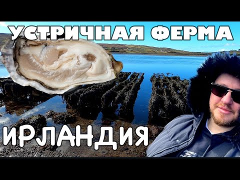 Видео: ИРЛАНДСКИЕ УСТРИЦЫ?УСТРИЧНАЯ ФЕРМА/ЛУЧШИР УСТРИЦЫ ИРЛАНДИИ/КАК ВЫРАЩИВАЮТ УСТРИЦЫ