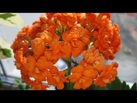 Видео: Каланхоэ обрезка после цветения. Каланхоэ пересадка.