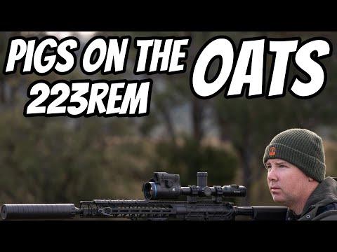 Видео: Очистка овса от вредителей || Охота на квадроцикле 223Rem || Краткое описание сборки нового Amaro...