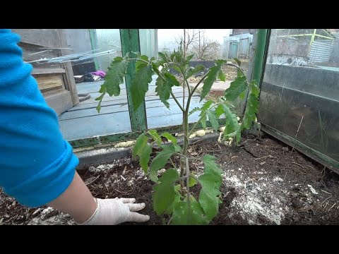 Видео: Секреты высадки томатов в теплицу