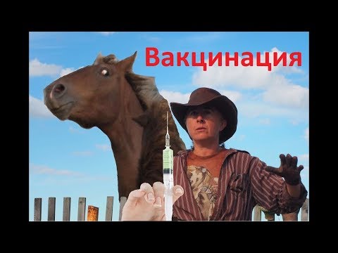 Видео: Вакцинация жеребят.