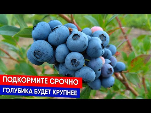 Видео: Подкормите срочно - голубика будет крупнее