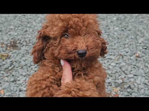 Видео: Мой вклад заводчика в щенков#чихуахуа #пудель #питомник #Кастропуло #Крым 