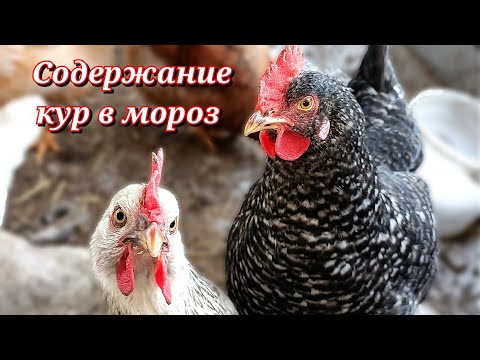 Видео: Как я содержу кур в мороз