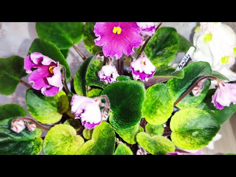 Видео: Фиалки трейлеры. Обзор растущих кустов и много полезной информации по уходу!!!
