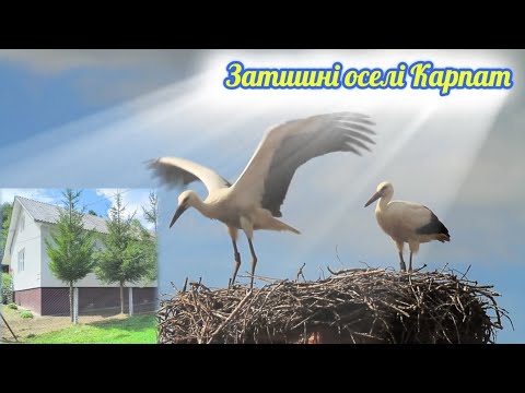 Видео: 🏠Продаж будинків в Карпатах за приємною ціною. #будинок,#Карпати,#село,#життяуприроді,#дешевежитло,