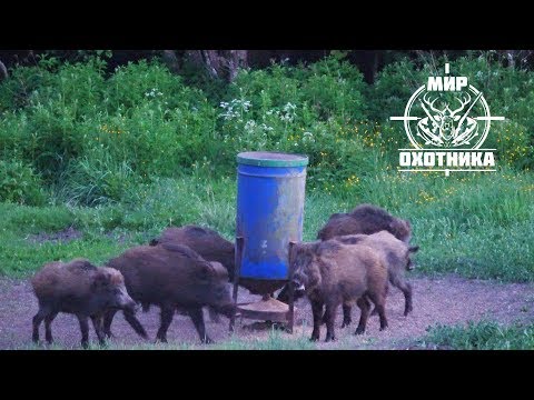 Видео: Охота #193 на кабана с вышки, выстрел!
