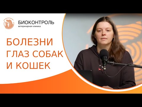 Видео: 👁 Болезни глаз у собак и кошек: причины, признаки и симптомы, лечение. Болезни глаз у собак и кошек.