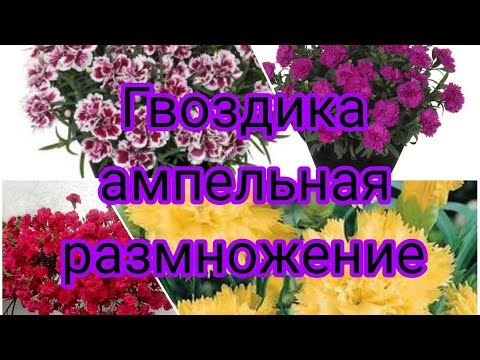 Видео: ГВОЗДИКА АМПЕЛЬНАЯ ВЕГЕТАТИВНАЯ, РАЗМНОЖЕНИЕ. НАС УЖЕ 30 ТЫСЯЧ 😇🤗💐