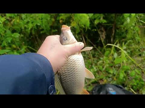 Видео: Ловлю карпа на палку | Дедовский способ | Ловля на поплавок | Лесное озеро | Ч - 2 |