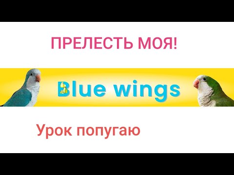 Видео: ПРЕЛЕСТЬ МОЯ! УРОК ДЛЯ ПОПУГАЯ. УЧИМ ПОПУГАЯ ГОВОРИТЬ.