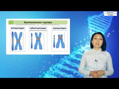 Видео: 9-класс |  Биология |  Клетканын хромосомалык топтому- тиричиликтин мүнөздүү негизи катары