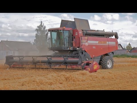 Видео: Уборка ячменя / 3X ПАЛЕССЕ GS16, CLAAS Lexion 580, 3X МАЗ 5551, 6501 /