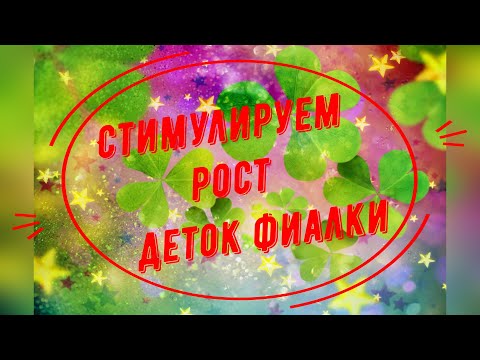 Видео: Секрет роста деток фиалки! Стимулируем развитие!