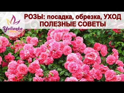 Видео: РОЗЫ: посадка, обрезка, размножение (черенкование, отводки). Полезные советы