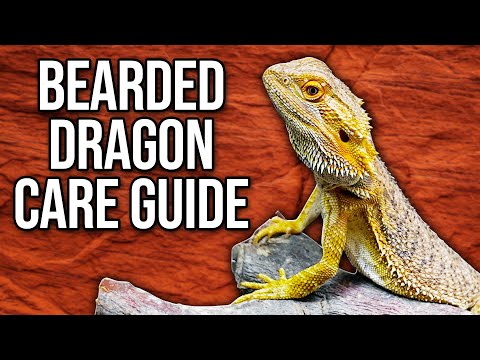 Видео: Уход за бородатой агамой — руководство для начинающих