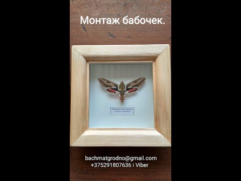 Видео: Монтаж бабочек.