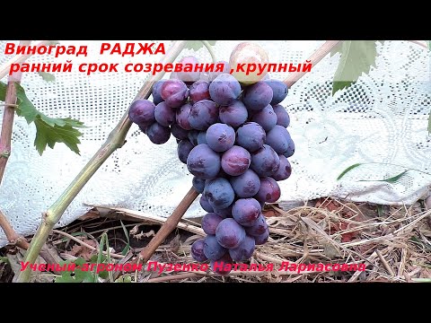 Видео: Виноград РАДЖА- огромные ягоды и крупные грозди, ранний. (Пузенко Наталья Лариасовна)