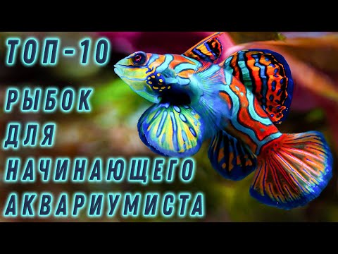 Видео: Топ - 10 рыбок для начинающего аквариумиста