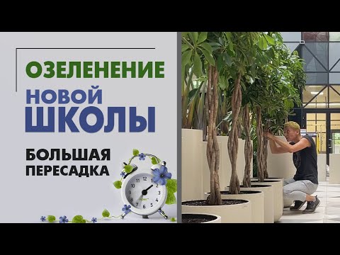 Видео: ОЗЕЛЕНЕНИЕ новой ШКОЛЫ. Большая пересадка растений | 29 крупномеров: фикусы, шеффлеры и стрелиции