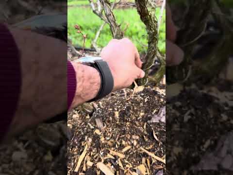 Видео: Чандлер в 25 году