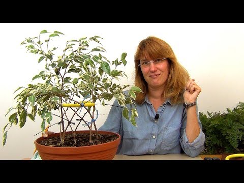 Видео: Круговое плетение фикуса Бенджамина (ч.2).