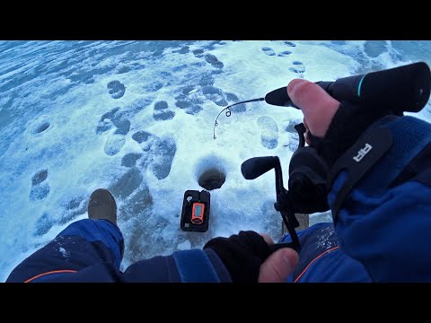 Видео: СУДАК ЗАГНУЛ УДОЧКУ! Зимняя рыбалка 2023. Ловля Судака и Берша на балансир и тюльку. Волга