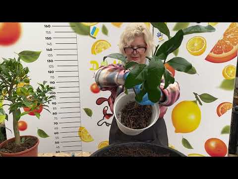 Видео: Пересадка під дощем,  порівняння грунтів, обрізка крони