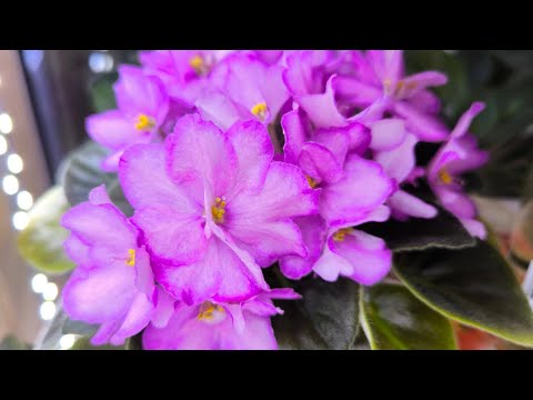 Видео: Излишки  деток сортовых фиалок 28 июня 2025