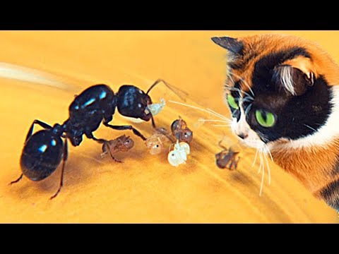 Видео: SLIVKI SHOW И НОВЫЕ МУPAВЬИ!