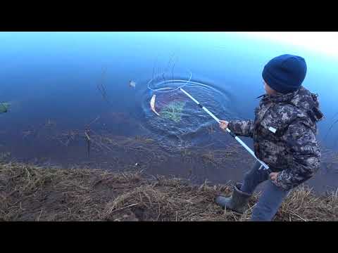 Видео: О таком клёве СЫРТИ можно только мечтать!!! Рыбалка с фидером на ЛУГЕ.