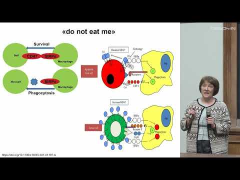 Видео: Кисурина О.П. - Клеточная биология - 8. Эндоцитоз. Эндоплазматический ретикулум. Синтез белков