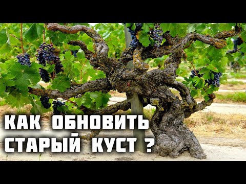 Видео: Как обновить и переформировать старый куст винограда?