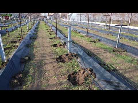 Видео: Способ укрытия винограда на зиму . Туннельное укрытие винограда .