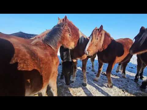 Видео: Нашёл ещё одного Красавца жеребца по кличке Малибу .