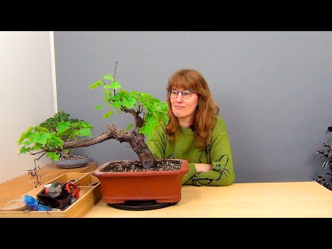 Видео: Бонсай из винограда (ч.2).