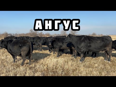 Видео: АНГУС БООЗ УЙЛАР келди 🤚🏼 Уже тууп баштаптыр
