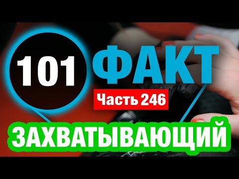 Видео: 101 Непостижимый Факт В Который Вы Не Поверите